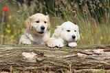 GOLDEN RETRIEVER 268